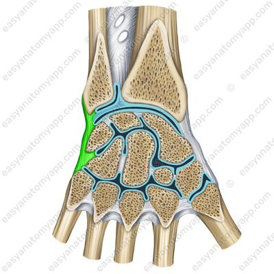 Ulnar collateral ligament of the wrist joint – sawing (lig. collaterale carpi ulnare)